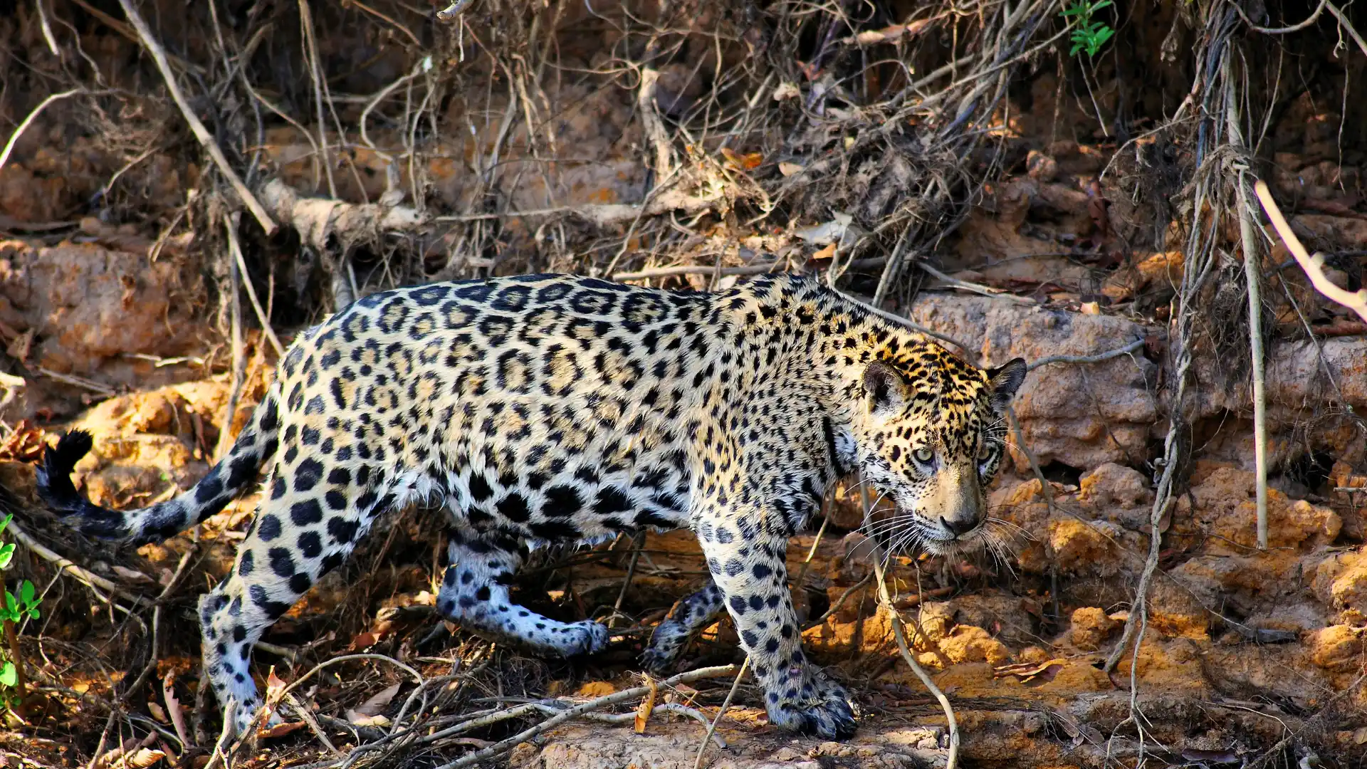 Pantanal Jaguar Safaris Brazil 6 days