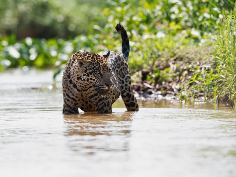 Safari in the Pantanal: discover the jaguar's territory
