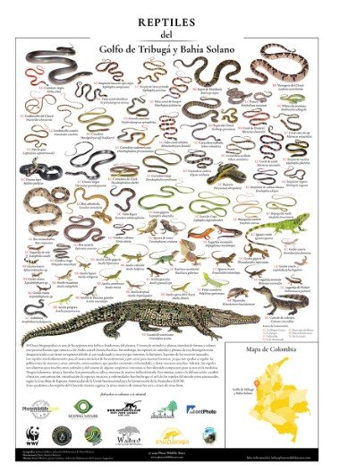 Reptiles del Golfo de Tribugá y Bahía Solano