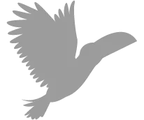 Aves