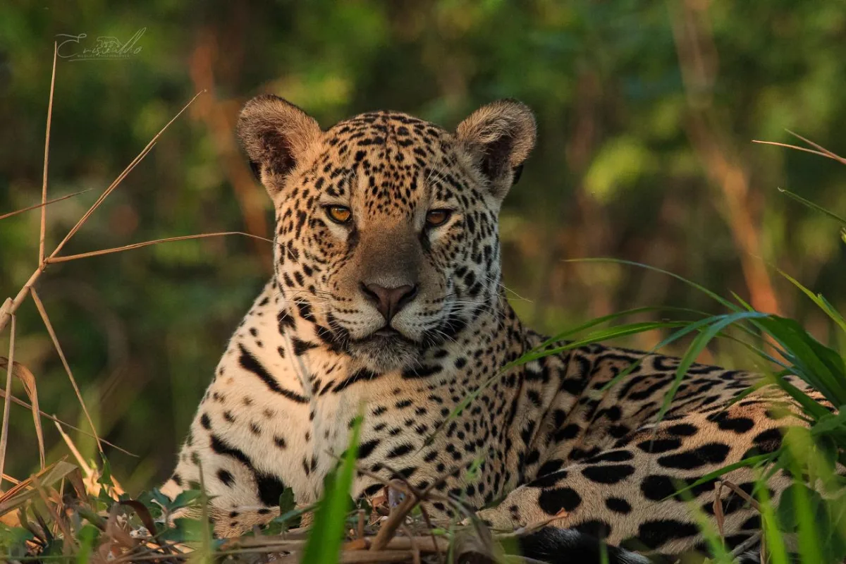 Safaris de Jaguar en el Pantanal: 3 días en Brasil, acampando