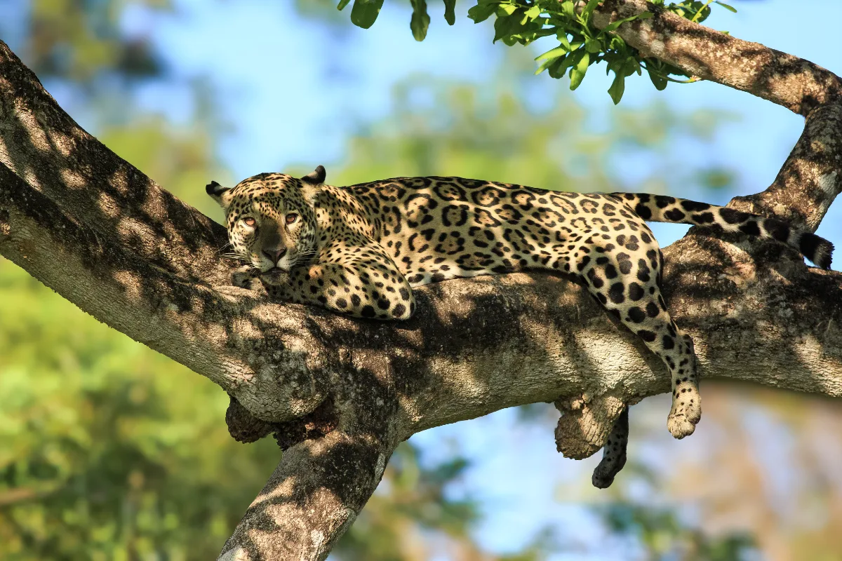 Safaris de Jaguar en el Pantanal: 4 días en camping