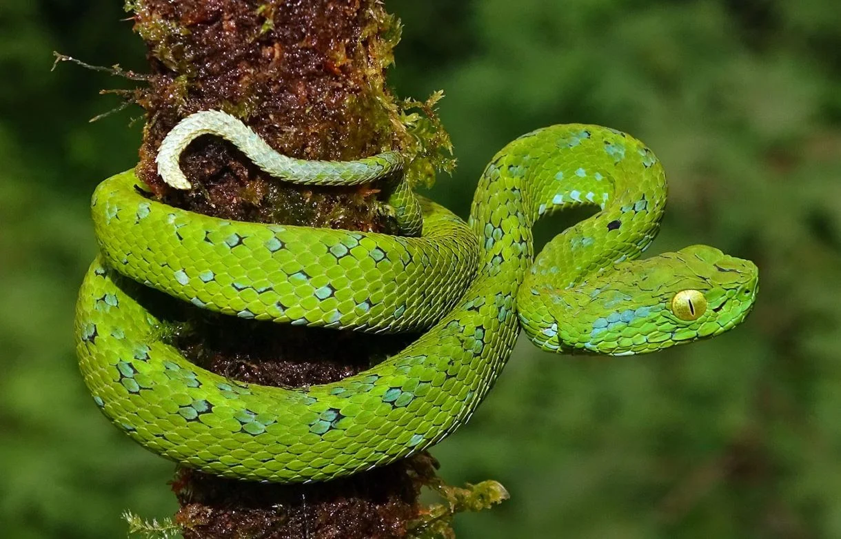                  Exploración Salvaje Herpetofauna y Turismo Científico 5 Días 