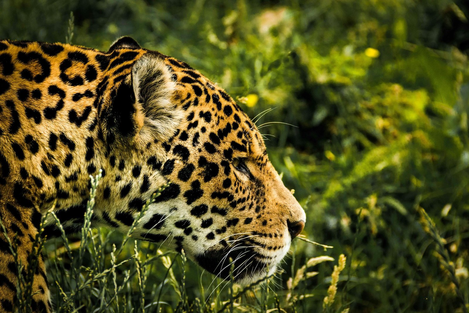 Pantanal Jaguar 1