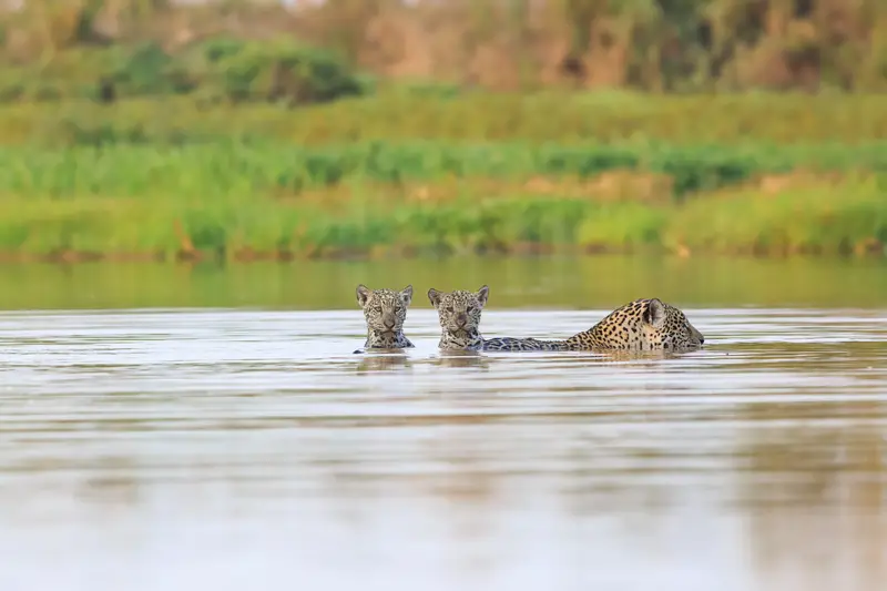 Safaris de Jaguar en el Pantanal: 4 días en Brasil