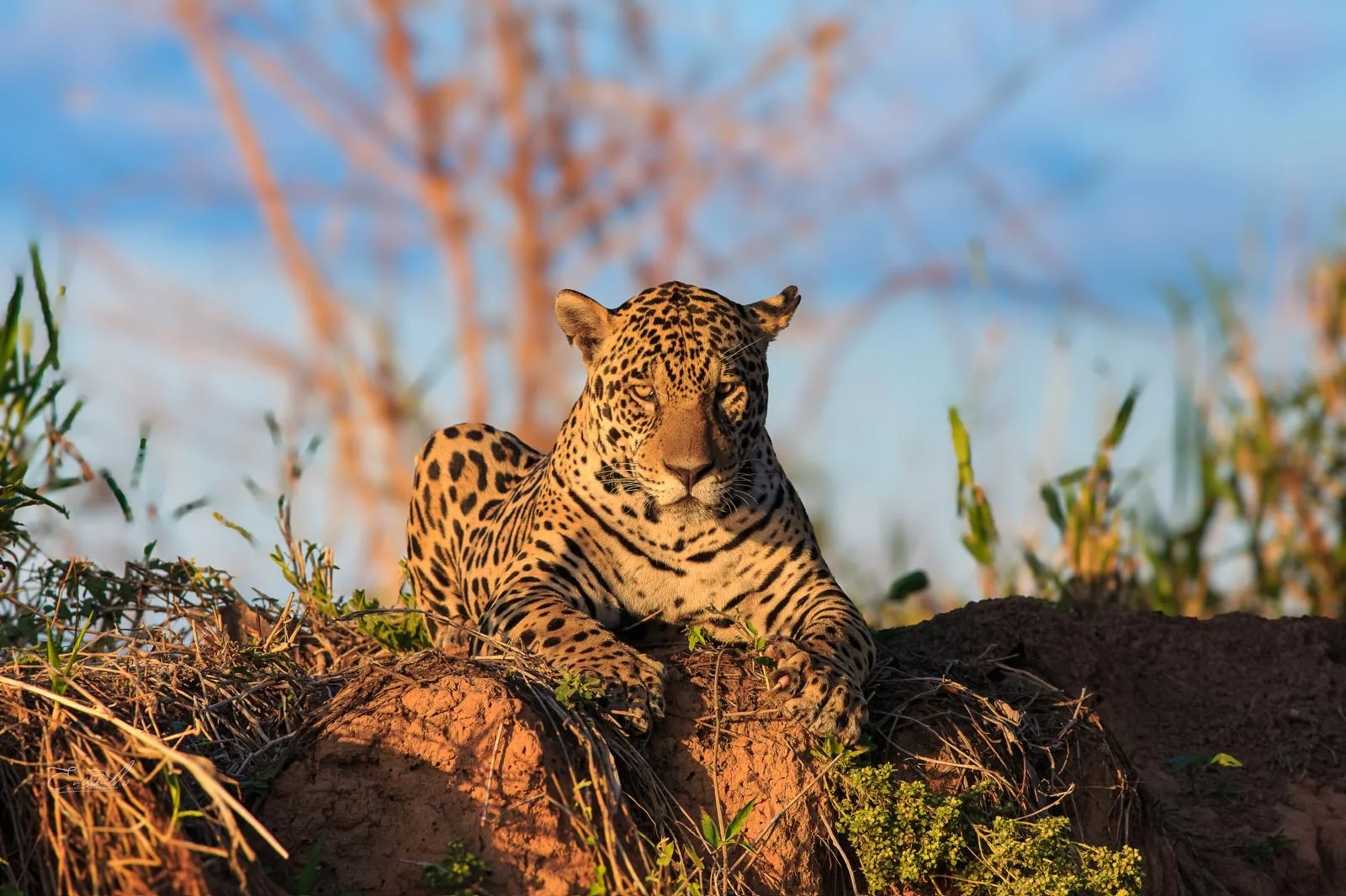 Pantanal Jaguar Safaris 8 días - Foto Tour