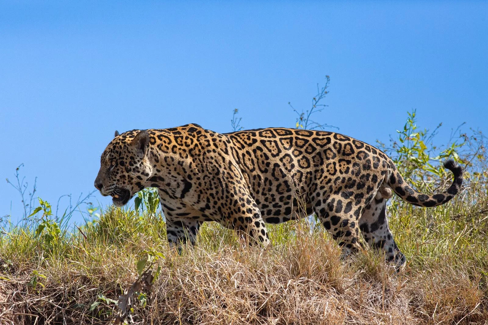 Pantanal Jaguar Safaris 6 días