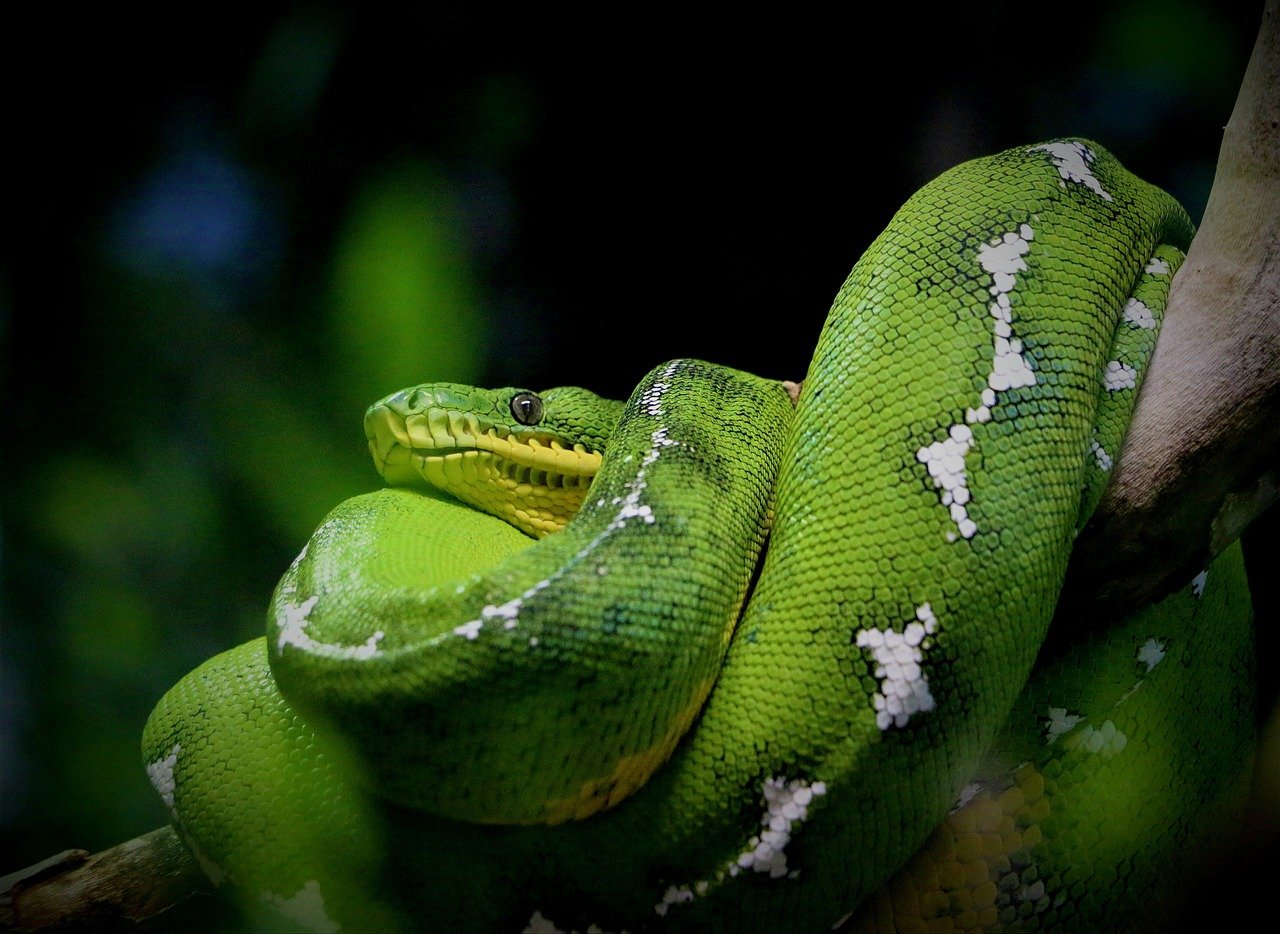 Anaconda Verde