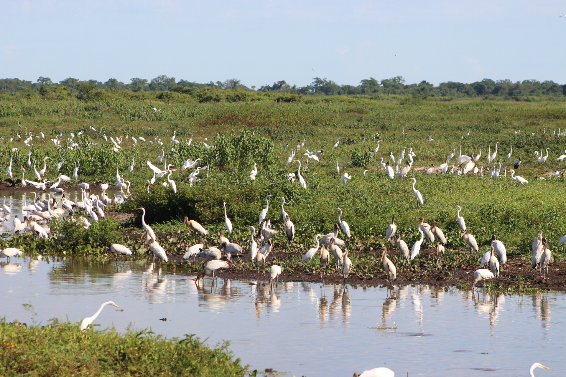 ¿Qué Hacer en Pantanal Norte 4 Días?