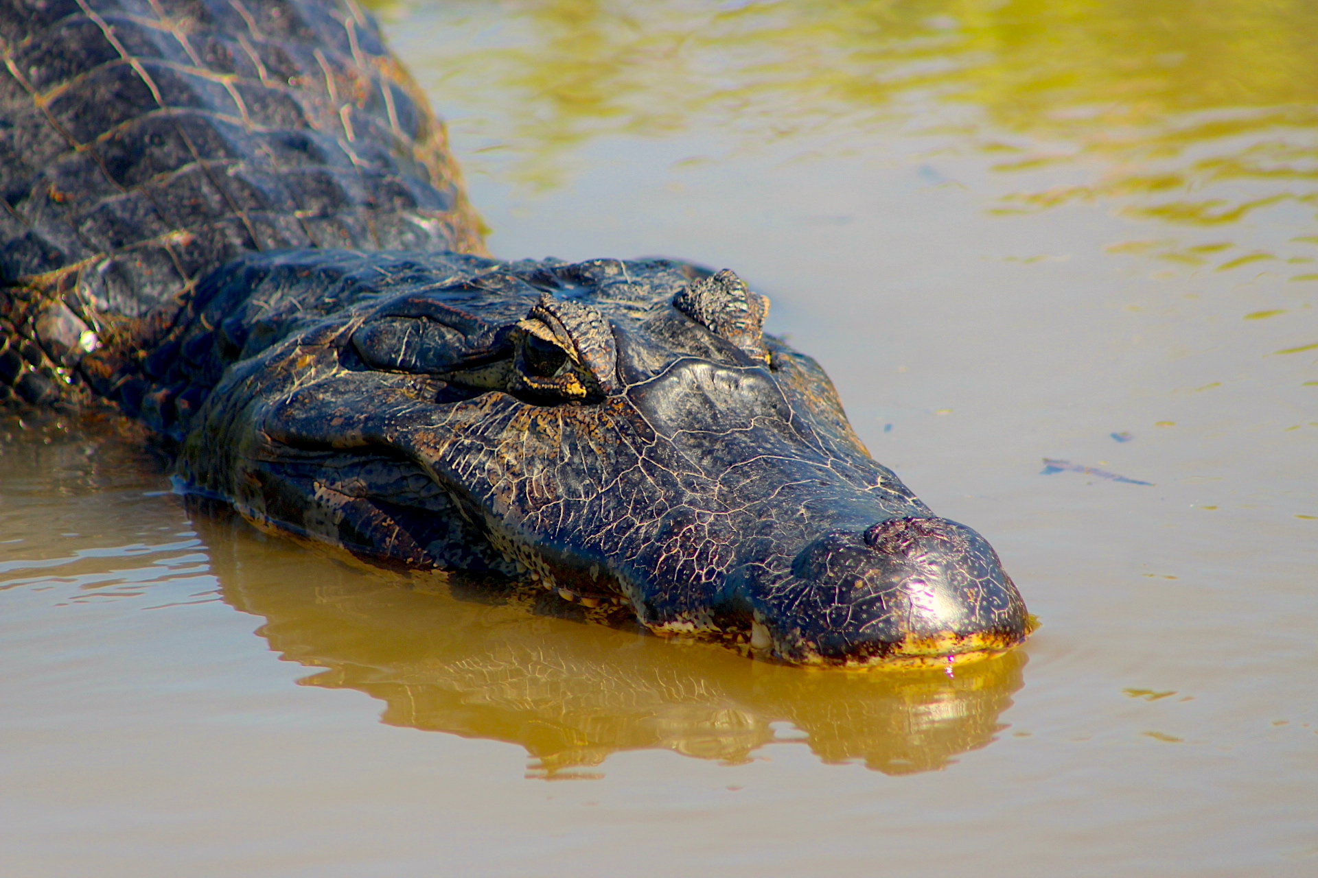 Ataques de Caimán en el Pantanal: Guía Completa de Seguridad