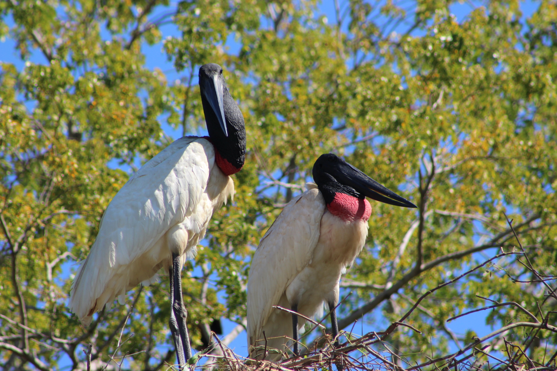 Mejor Época para Birdwatching en Pantanal Norte