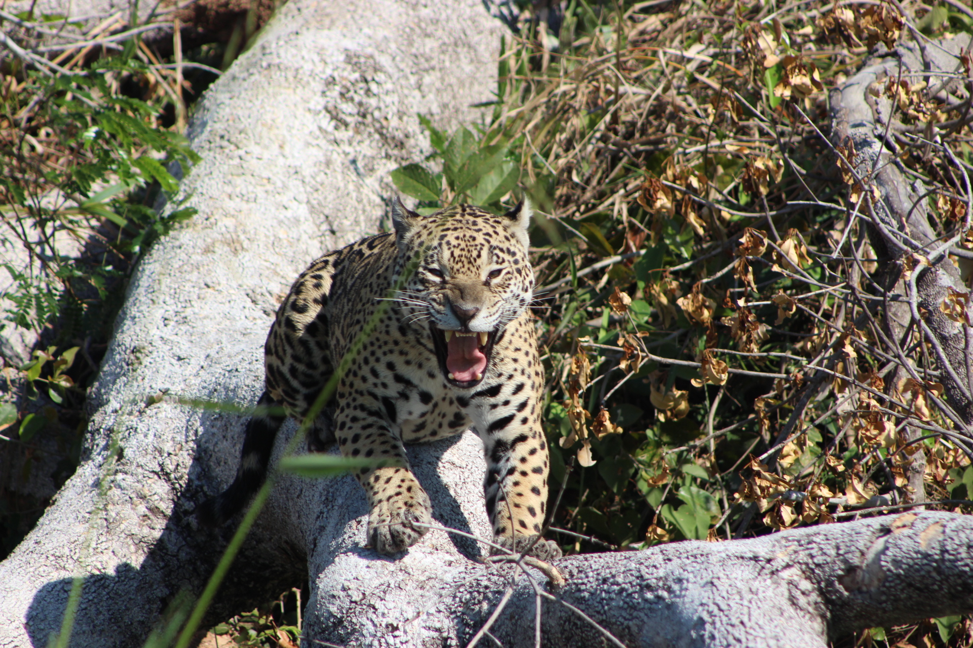 Título: Safari Fotográfico no Pantanal Norte: O Que Esperar e Ver