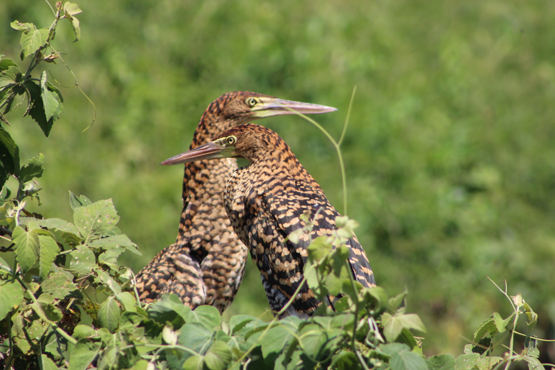 Birdwatching Pantanal: ¿Cuándo es la Mejor Época?