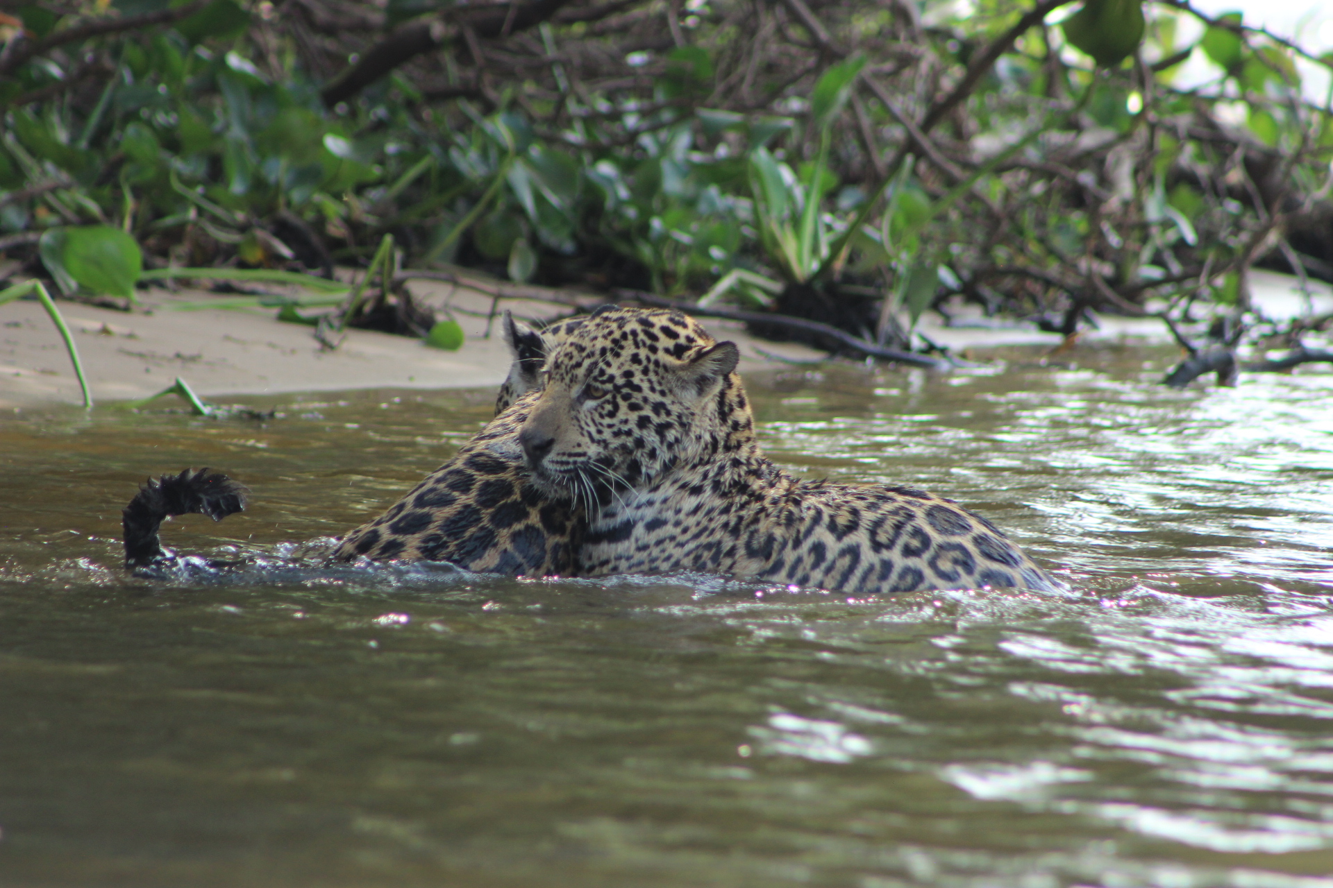 ¿Listo para Pantanal Jaguar Safaris 2026?