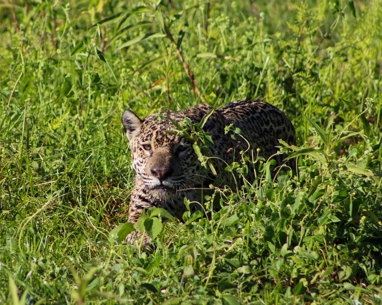 Where to See Jaguars in Brazil’s Northern Pantanal?