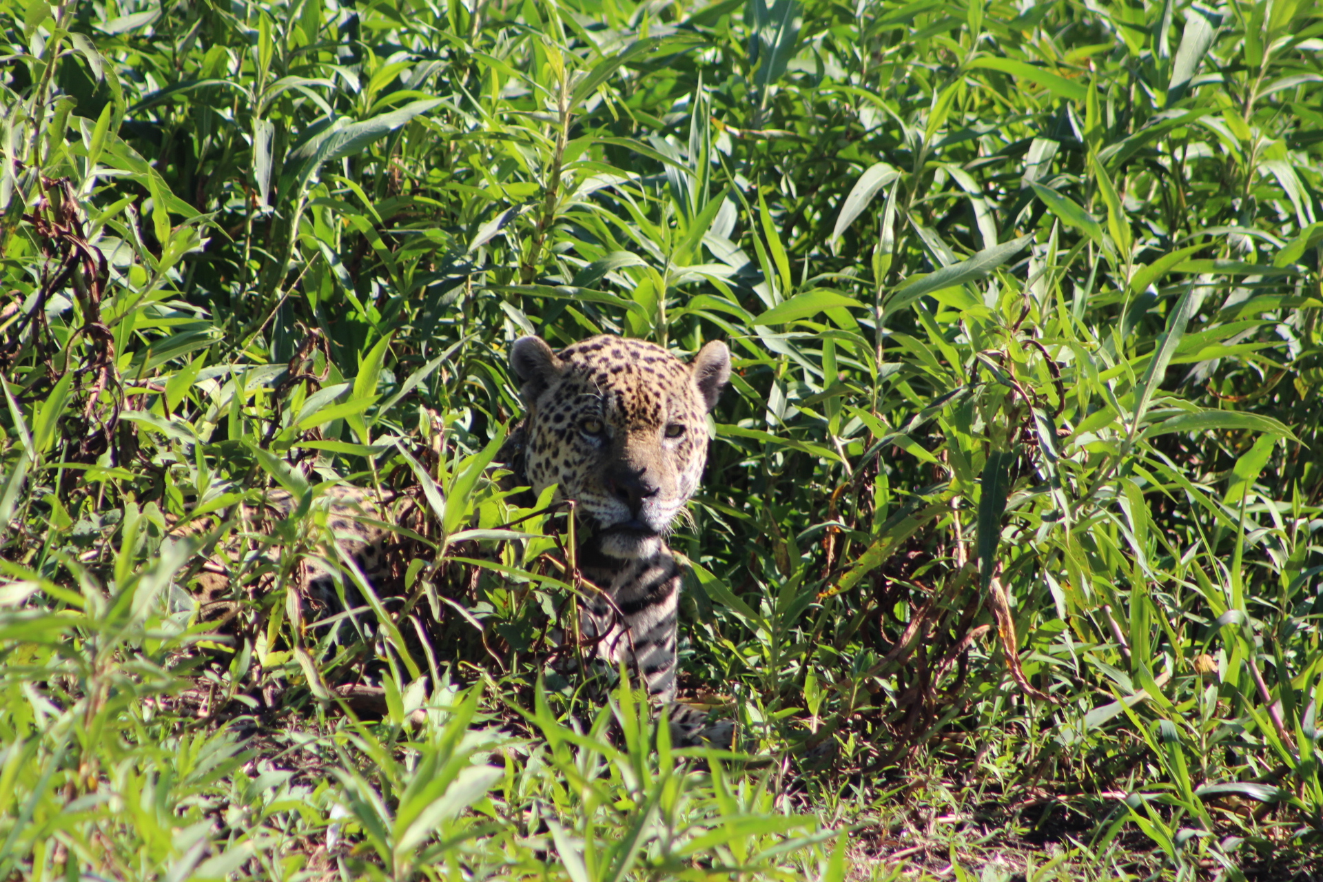 Jaguar Safari Pantanal Norte: Complete Guide