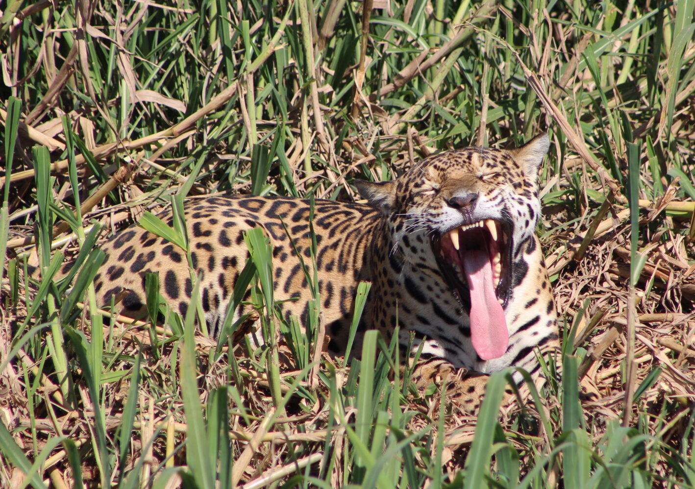 Observación de Jaguar: Porto Jofre te Espera