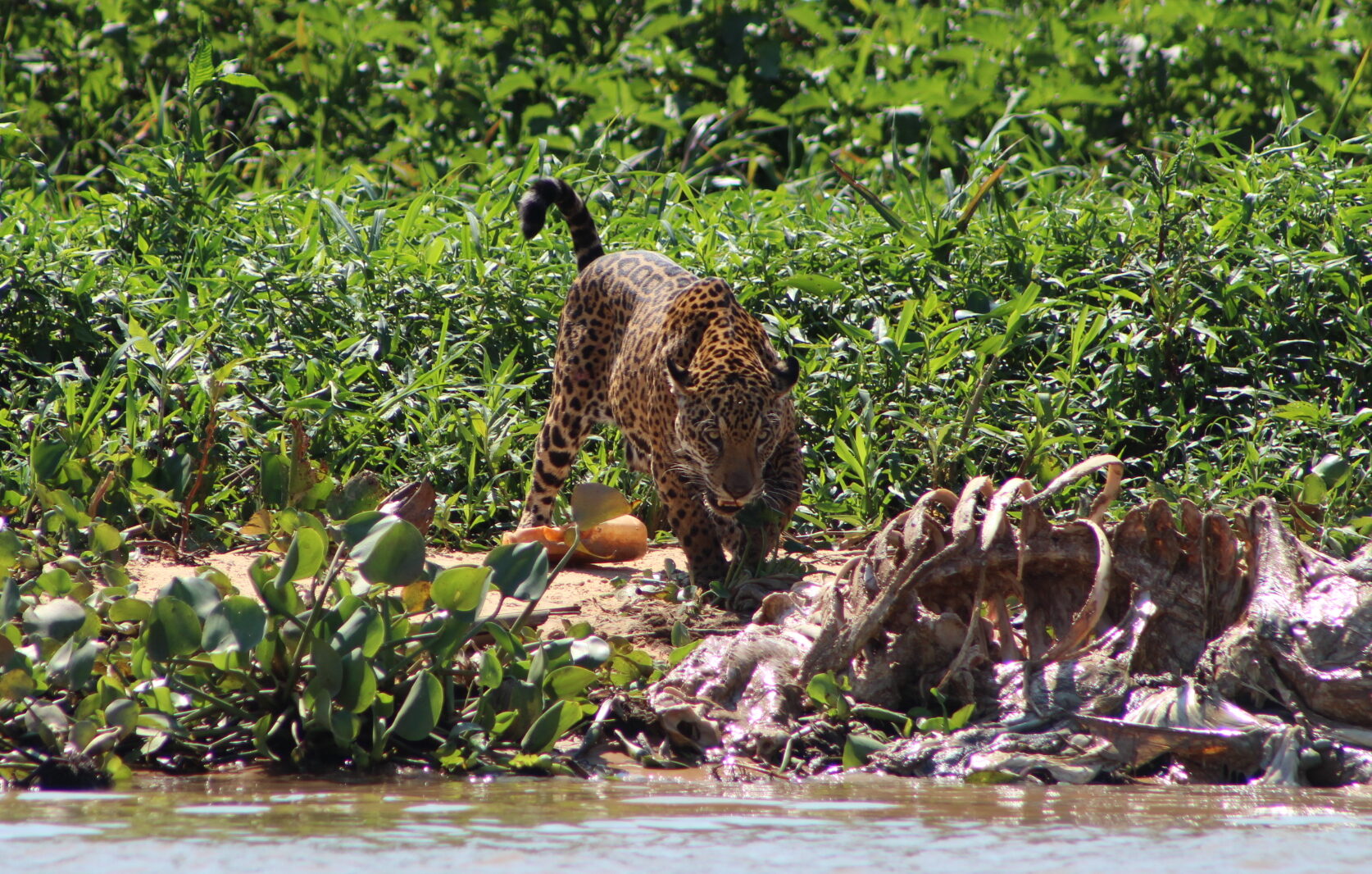 Observing Jaguars in Porto Jofre: The Ultimate Guide