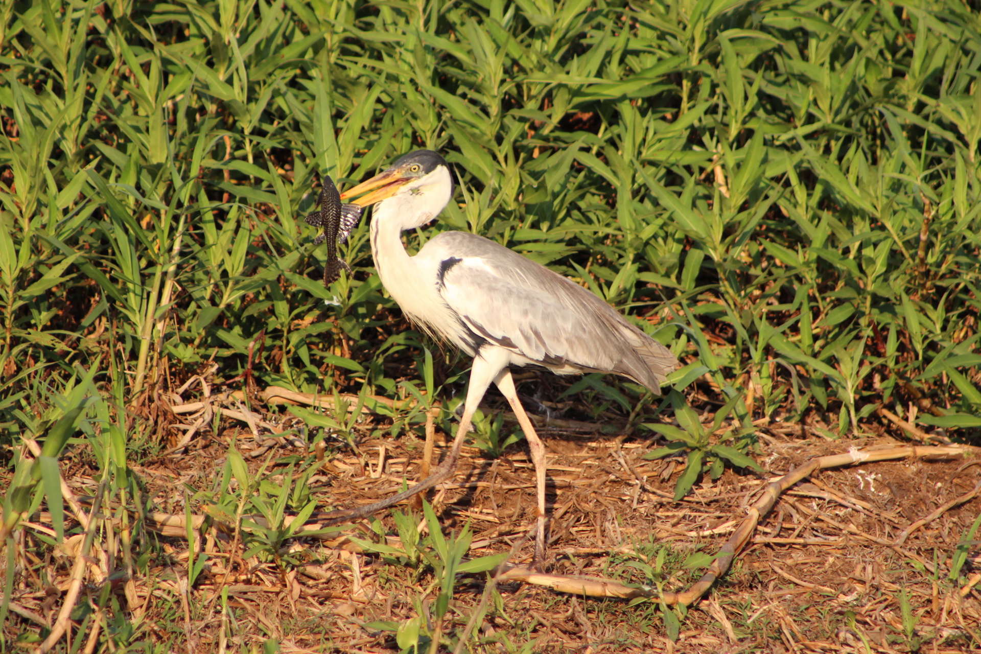 Dry vs. Rainy Pantanal: When to Travel?