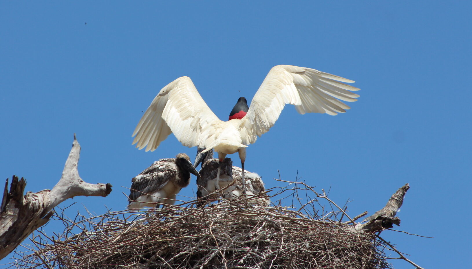 Where to See Jabiru Stork in the Northern Pantanal?
