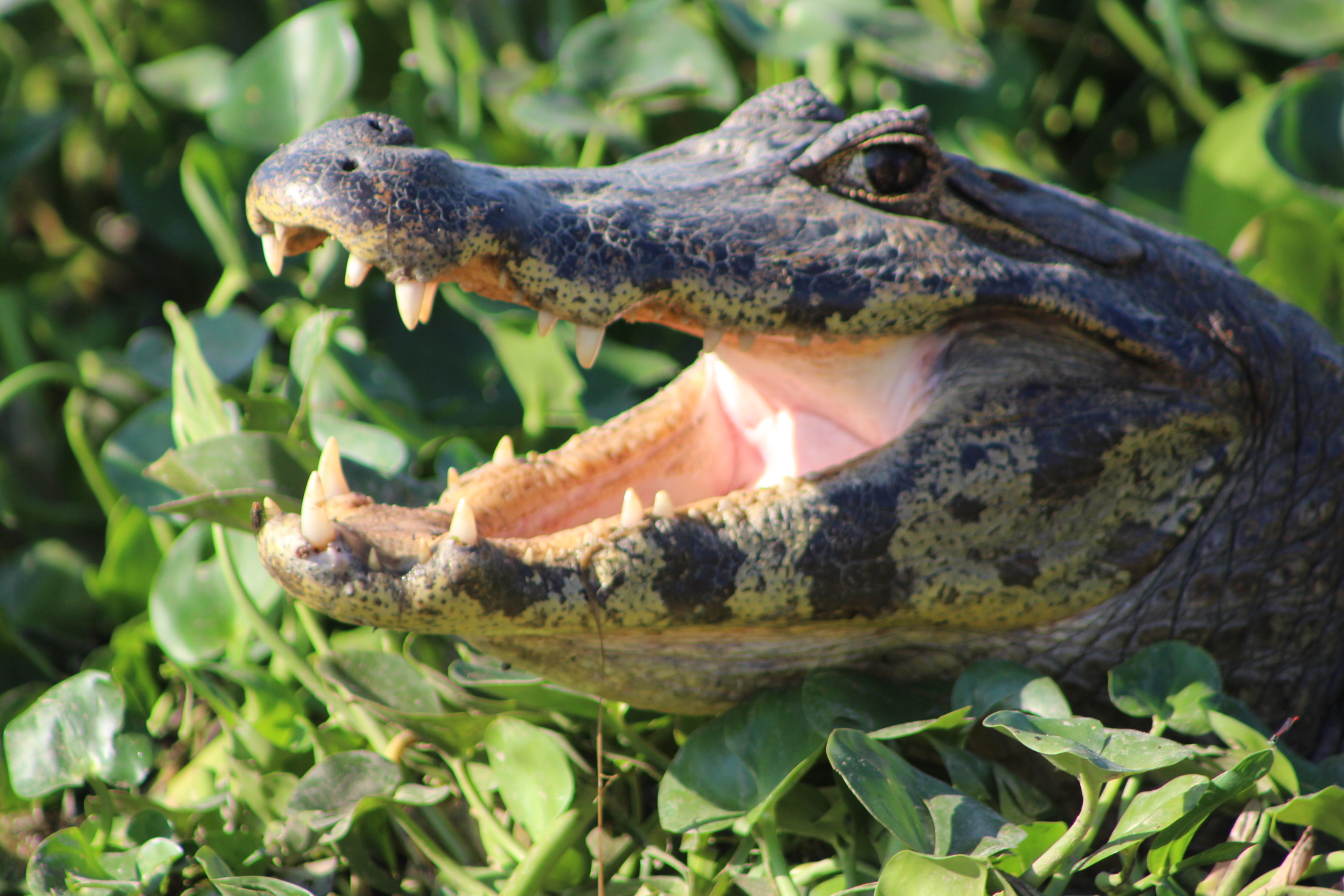 ¿Qué Hacer en Pantanal Norte 4 Días? Plan Ideal
