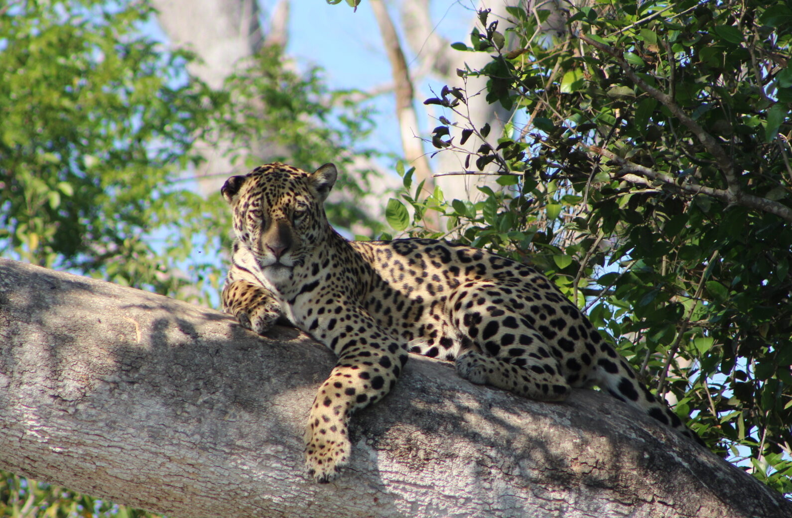 Pantanal: Wildlife Photography Guide