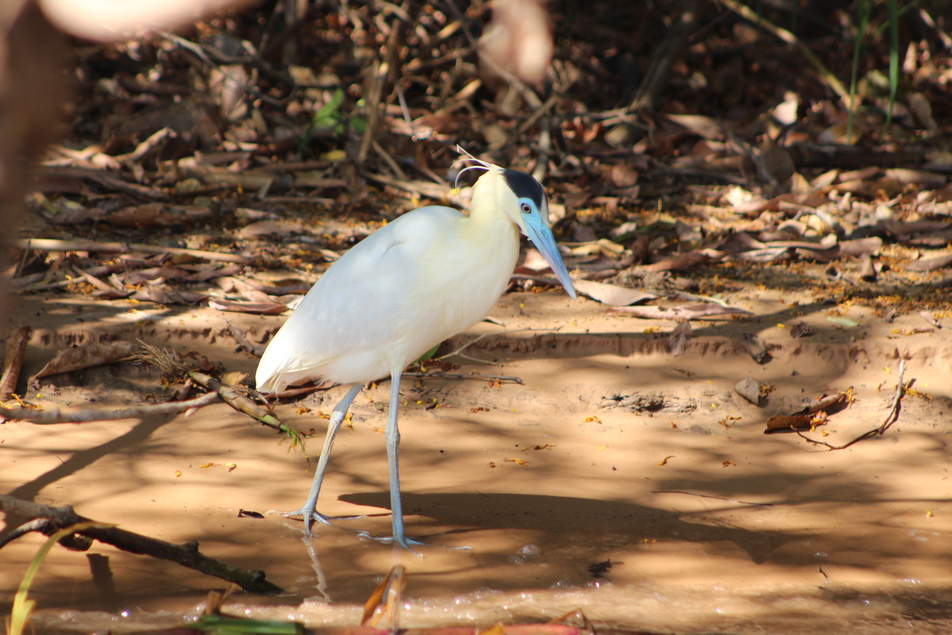 Birdwatching en la Transpantaneira: Guía Esencial