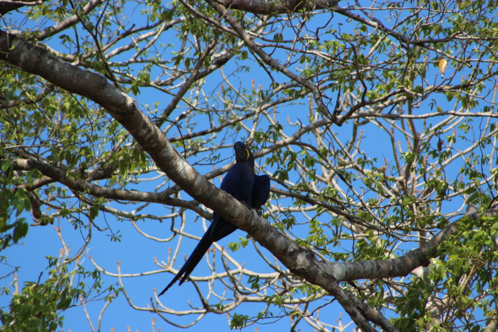 Key locations for birdwatching in the Transpantaneira.