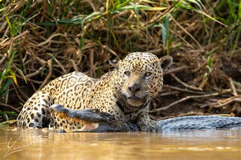 Consejos de fotografía de vida silvestre en el Pantanal