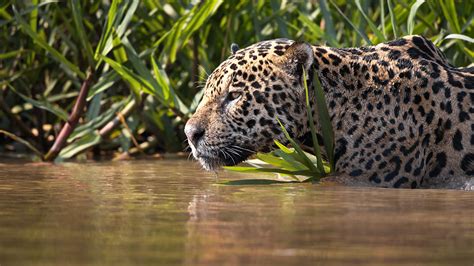 observación de Jaguares en porto jofre